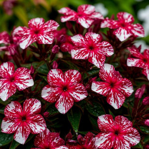 Флокс Ливер Гриммер купить по цене от 590р. в интернет-магазине «Посадика» с доставкой почтой в в Саяногорске и по всей России – [изображение №1].