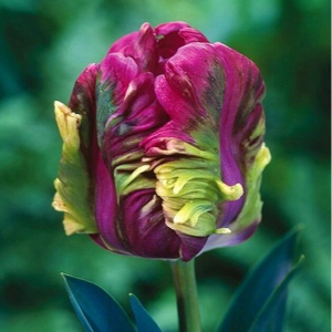 Тюльпан Экзотик Хэвен купить по цене от 186р. в интернет-магазине «Посадика» с доставкой почтой в в Саяногорске и по всей России – [изображение №1].