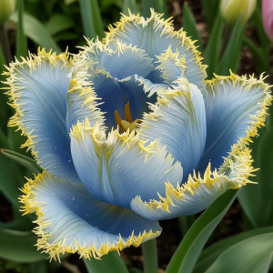 Тюльпан Махровый Амплуа купить по цене от 199р. в интернет-магазине «Посадика» с доставкой почтой в в Саяногорске и по всей России – [изображение №1].