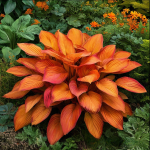 Хоста Солнечный Нектар купить по цене от 605р. в интернет-магазине «Посадика» с доставкой почтой в в Саяногорске и по всей России – [изображение №1].