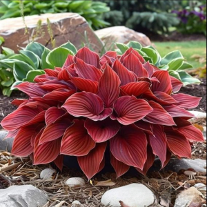 Хоста Малыш Шедевр купить по цене от 421р. в интернет-магазине «Посадика» с доставкой почтой в в Саяногорске и по всей России – [изображение №1].