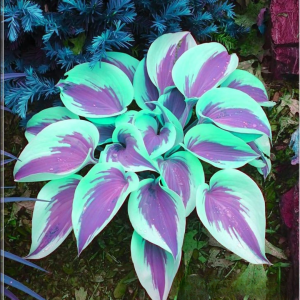 Хоста Висперин Бьюти купить по цене от 379р. в интернет-магазине «Посадика» с доставкой почтой в в Саяногорске и по всей России – [изображение №1].