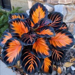 Хоста Сикрет Форест купить по цене от 601р. в интернет-магазине «Посадика» с доставкой почтой в в Саяногорске и по всей России – [изображение №1].