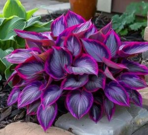 Хоста Сикрет Гарденс купить по цене от 549р. в интернет-магазине «Посадика» с доставкой почтой в в Саяногорске и по всей России – [изображение №1].