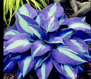 Хоста Аурелия купить по цене от 450р. в интернет-магазине «Посадика» с доставкой почтой в в Саяногорске и по всей России – [изображение №1].