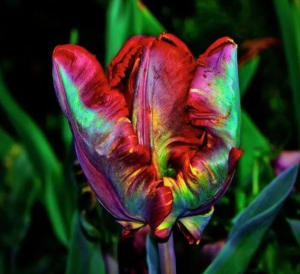 Тюльпан Эирпрайз купить по цене от 270р. в интернет-магазине «Посадика» с доставкой почтой в в Саяногорске и по всей России – [изображение №1].