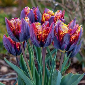 Тюльпан Опал Дрим купить по цене от 207р. в интернет-магазине «Посадика» с доставкой почтой в в Саяногорске и по всей России – [изображение №1].